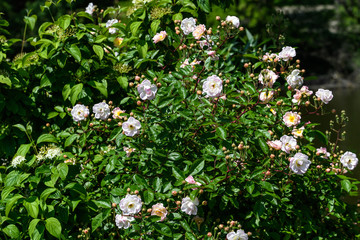 Large green bush with fresh delicate white roses and green leaves in a garden in a sunny summer day, floral background
