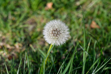 Close up of a dandelion flower puff in a spring garden on green blurred background, soft focus