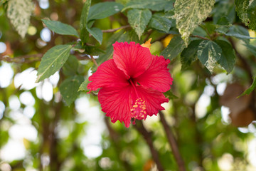 closeup of red chinese hibiscus or china rose flower and other name hawaiian hibiscus , rose mallow. the scientific name is hibiscus rosa sinensis