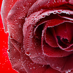 Red beautiful elegant rose underwater. Valentine's Day, love. Square photo