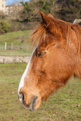 T&ecirc;te de cheval