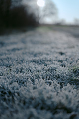 prato ghiacciato con cristalli di chiaccio in inverno