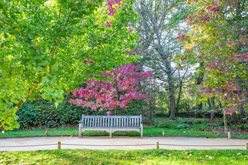 Garden or park design with colorful ash trees and a bench in autumn colors and a small walkway