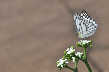butterfly on a flower