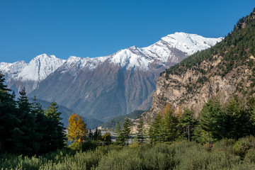 Mountain Meadow and Yellow Tree