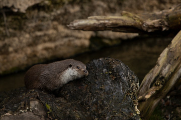 animal theme photography otter fight in water outdoor wilderness environment