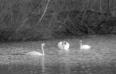 black and white photo of beautiful white mute swans (Cygnus olor) swimming on the pond in Poodri, Czech Republic