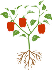 Pepper plant with green leaves, red peppers and root system. General view of plant isolated on white background