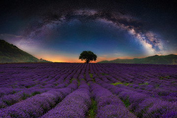 Lavender field with rows lines at night with milky way ark at sky. Space background, beautiful...