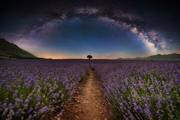 Lavender flower blooming fields in endless rows under full arc of milky way. Beautiful Universe,...
