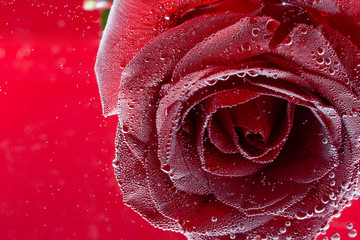 Beautiful photo of a rose, on a red background underwater. With space for design