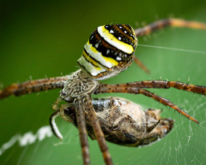 Argiope keyserlingi