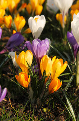 close photo of blooming purple, yellow and white crocuses in spring