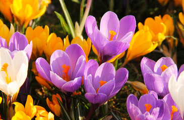 close photo of blooming purple and yellow crocuses in spring