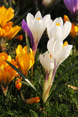 close photo of blooming yellow crocuses and white ones among them in spring