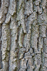 Baumrinde