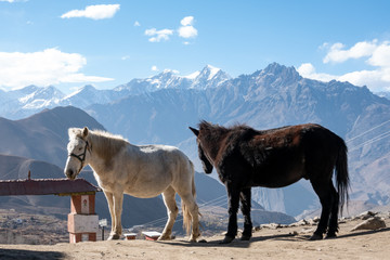 Horses in the Himalayas