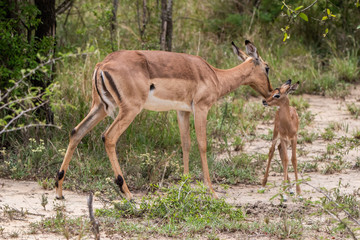 antelope mother and kid