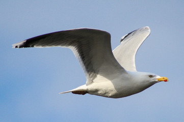 Möwe
