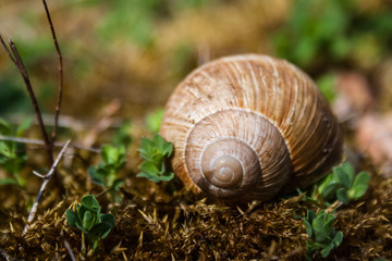 Schnecke
