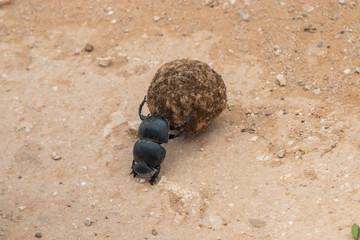 dung beetle