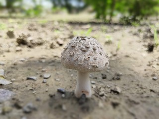 mushroom in the forest