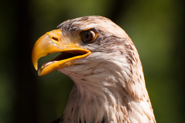 Weißkopfseeadler