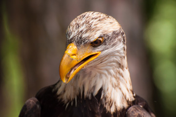 Weißkopfseeadler