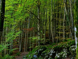 view of an enchanted forest.Irati Forest Western Pyrenees Navarre Spain..
