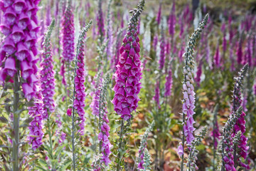 Purple Foxglove plants flowering on the roadsides near Derby, Tasmania.