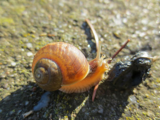 snail 