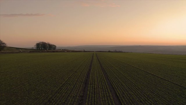 Aerial footage flying low over rows of planted seeded farmland fields with a reveal of hills in the Peak District National Park during a beautiful orange sunset
