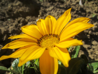 yellow flower in the garden