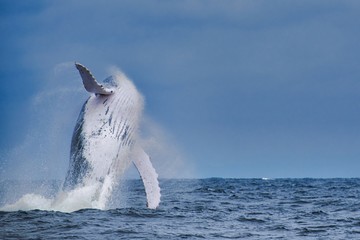 Leaping Whale
