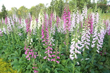 Foxglove © kimberrywood