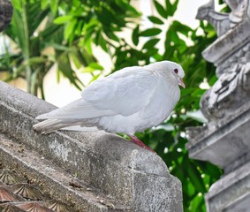 White Dove
