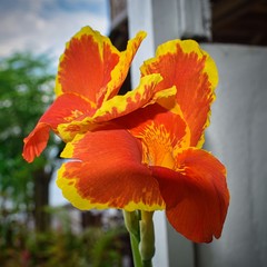 Yellow and Orange Flower