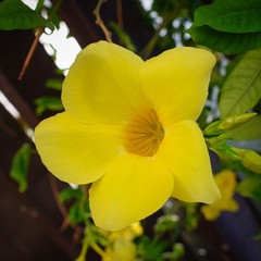 Yellow Blossom
