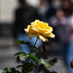 Yellow Rose