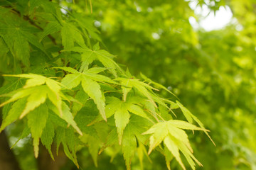 Green maple leafs on a branch