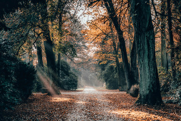 Morning sun light ray shines through yellow leaves alley pathway in Ohlsdorf Cemetery in fall, Hamburg city, Germany