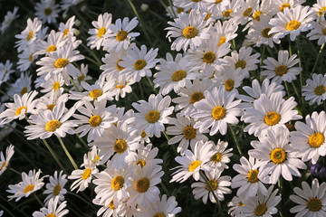 Leucanthemum × superbum or Shasta Daisy