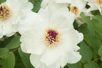 White Evergreen rose in a bush