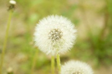 Single Dandelion in a field with a soft focus