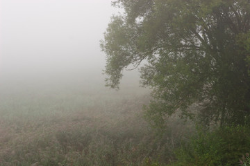 Naklejka na ściany i meble Dense autumnal fog on the wetland, Crna Mlaka
