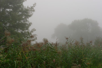 Obraz na płótnie Canvas Dense autumnal fog on the wetland, Crna Mlaka