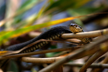 Grass snake is sun basking from Crna Mlaka