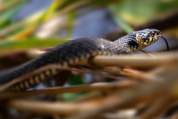 Grass snake is sun basking from Crna Mlaka