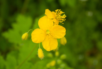 Yellow Buttercup Isolated