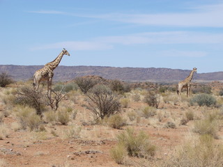 Giraffes in Augrabies NP © Charlie